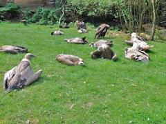 149 BIO PARC DE DOUE LA FONTAINE 7- 2016_000010